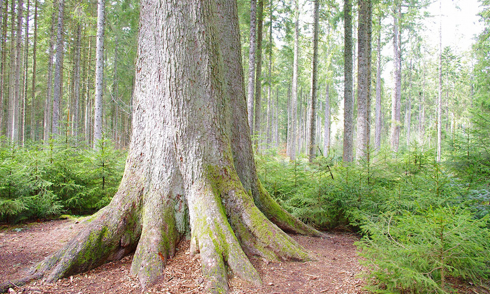 持続可能な森林管理・木材生産を行うドイツ